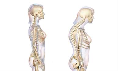 Relevant Anatomy